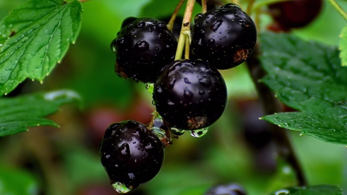Смородина черная (ribes nigrum l.)