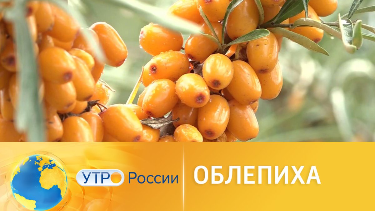 Облепиха в России