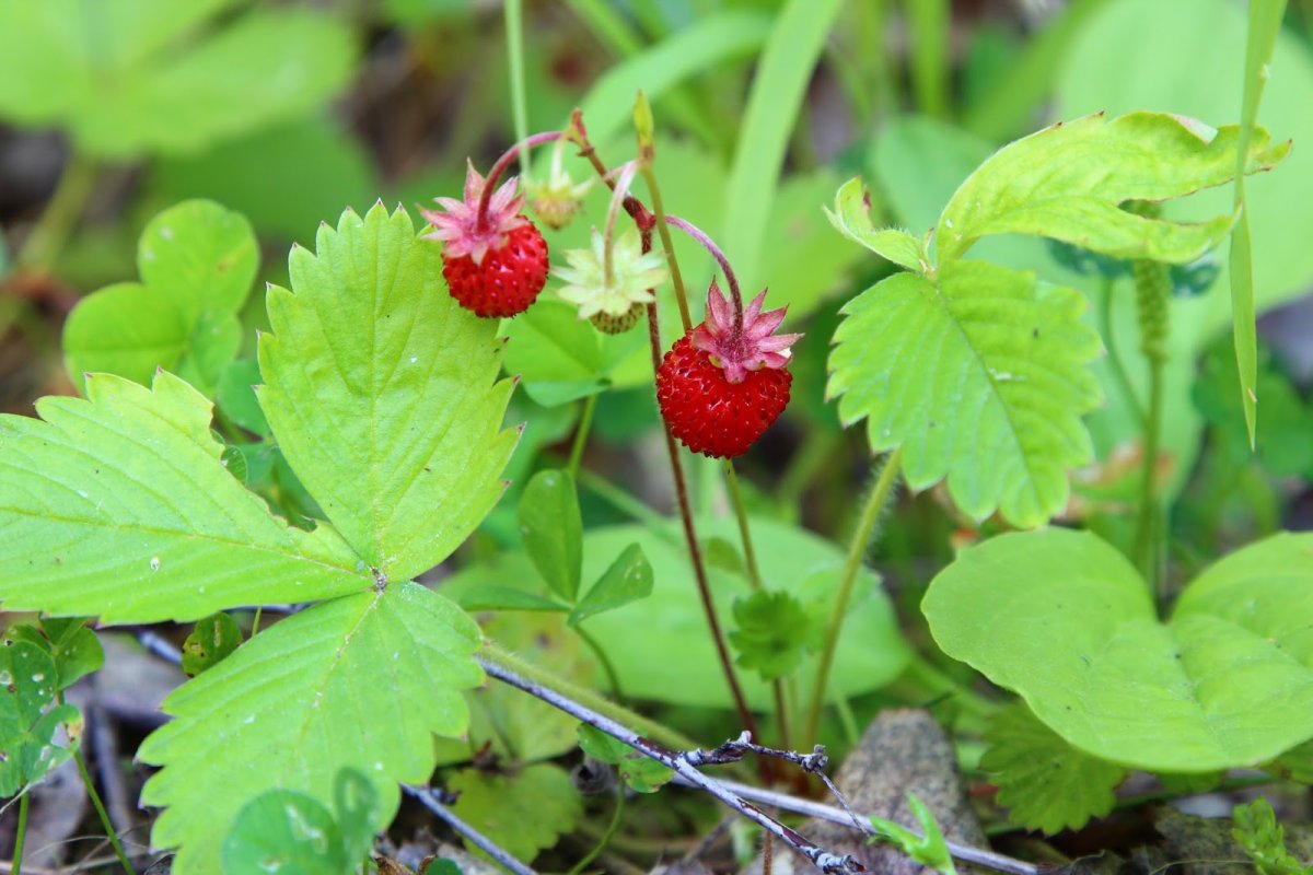 Земляника Восточная (Fragaria vesca)