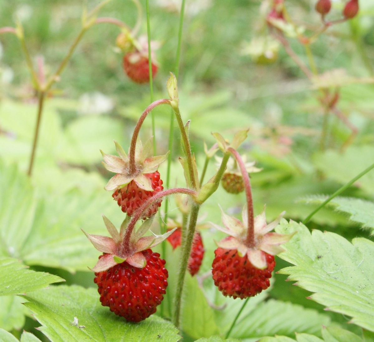 Fragaria orientalis, земляника Восточная