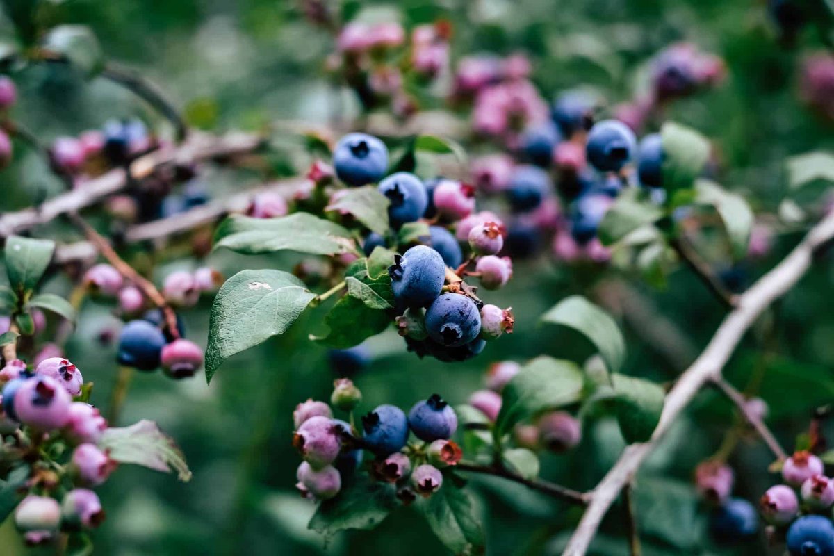 Blueberry Bush