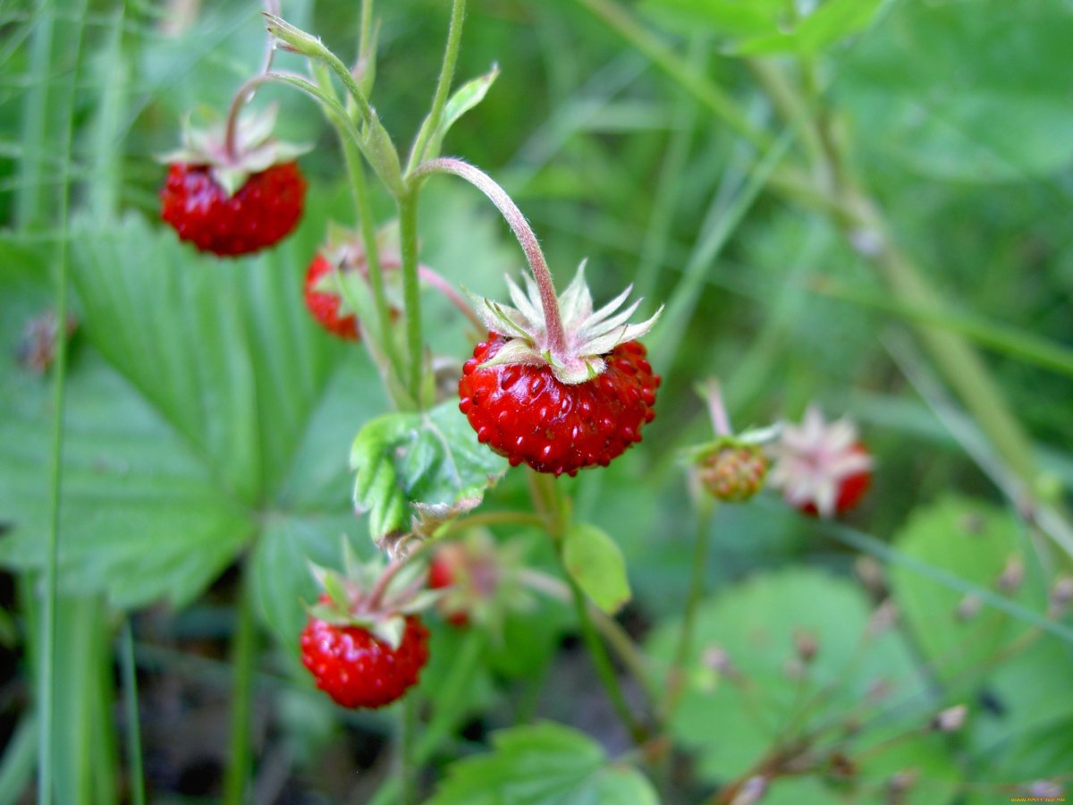 Fragaria vesca Alexandria