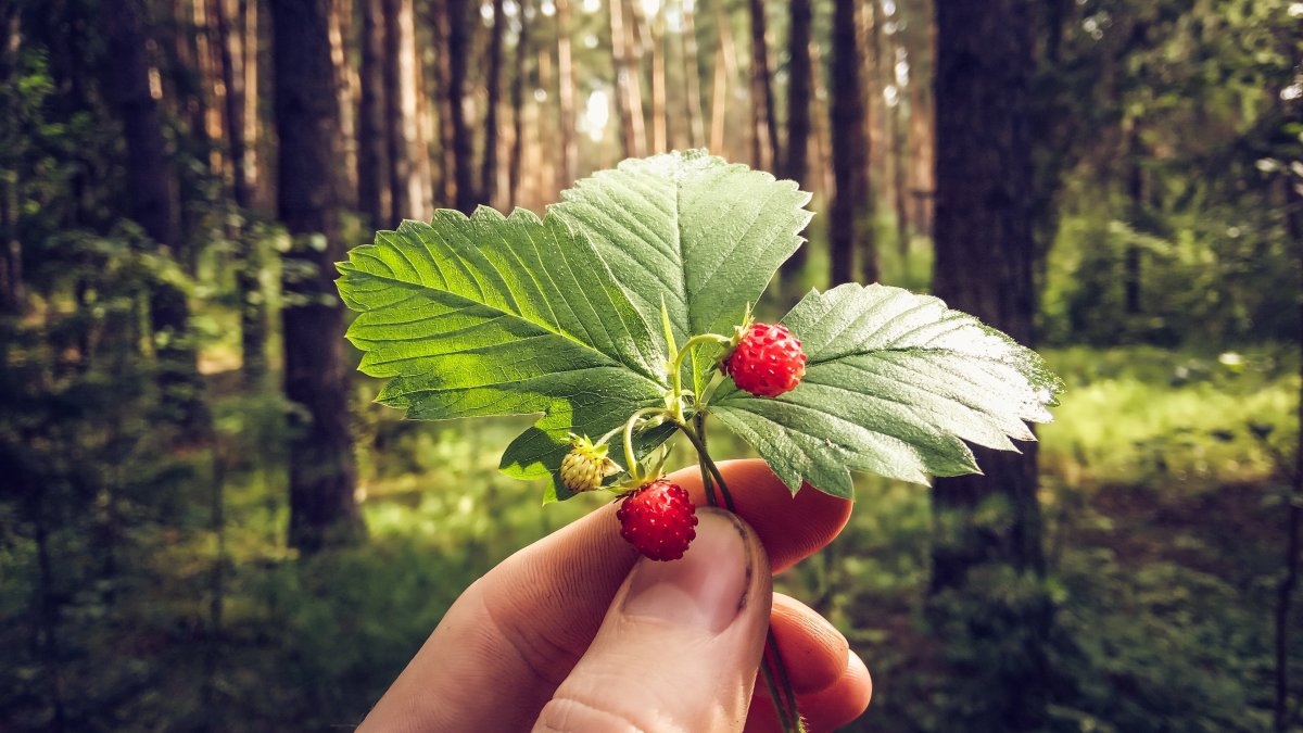 Земляника Дикая Лесная