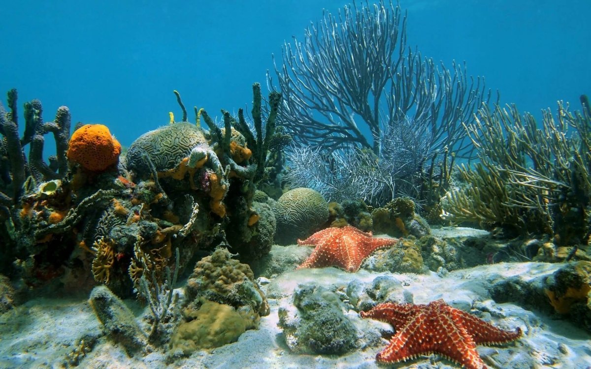 Морское дно