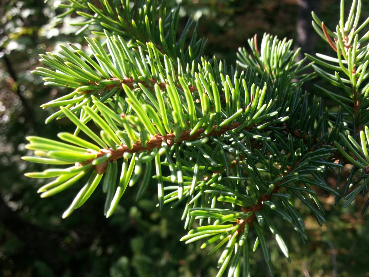 Пихта белая Abies Alba