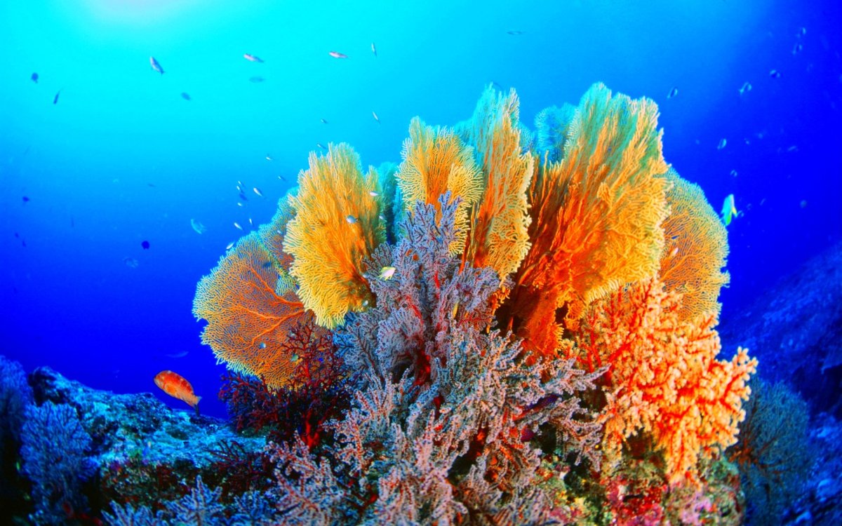 Красное море подводный мир кораллы