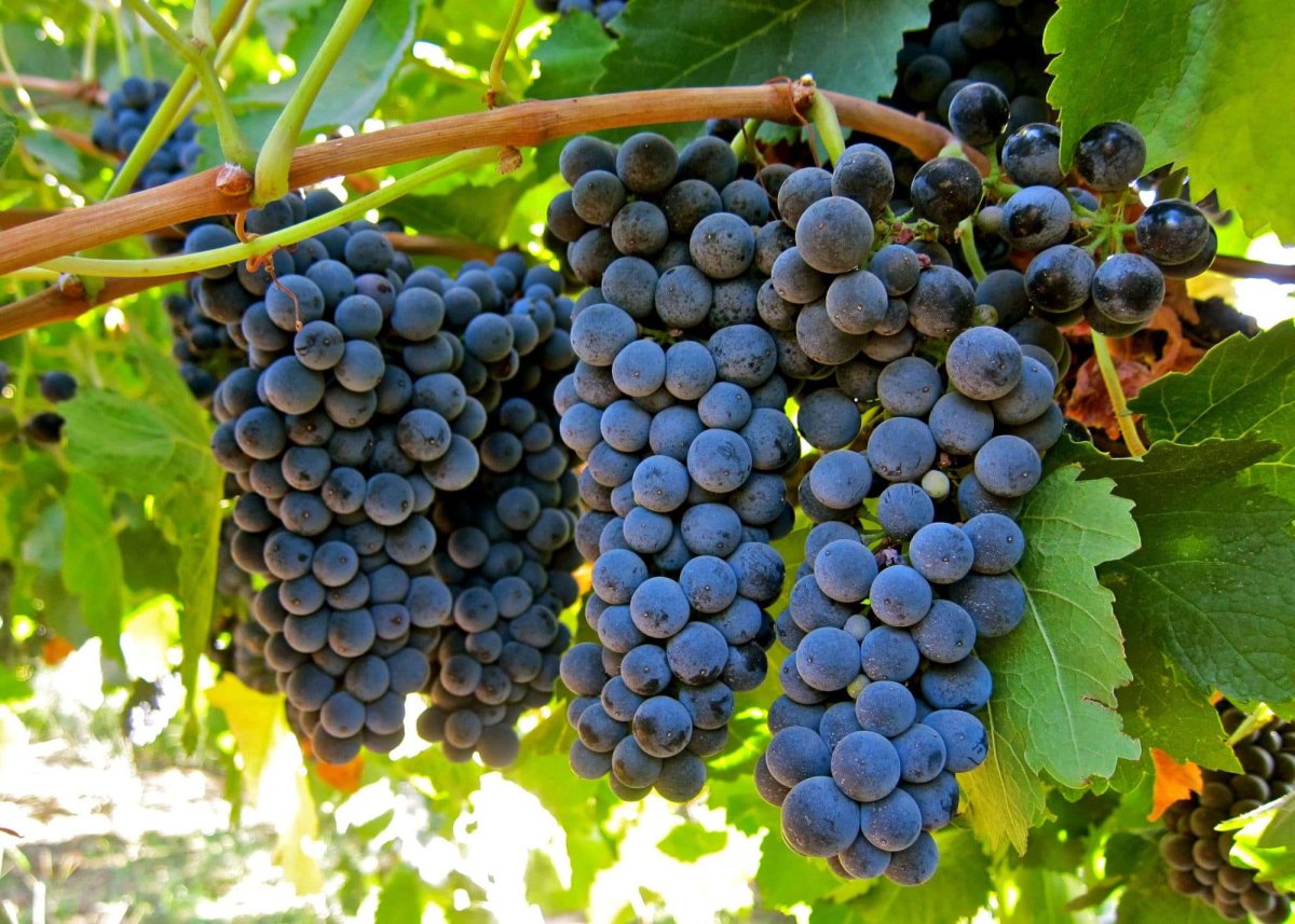 Petit Sirah сорт винограда