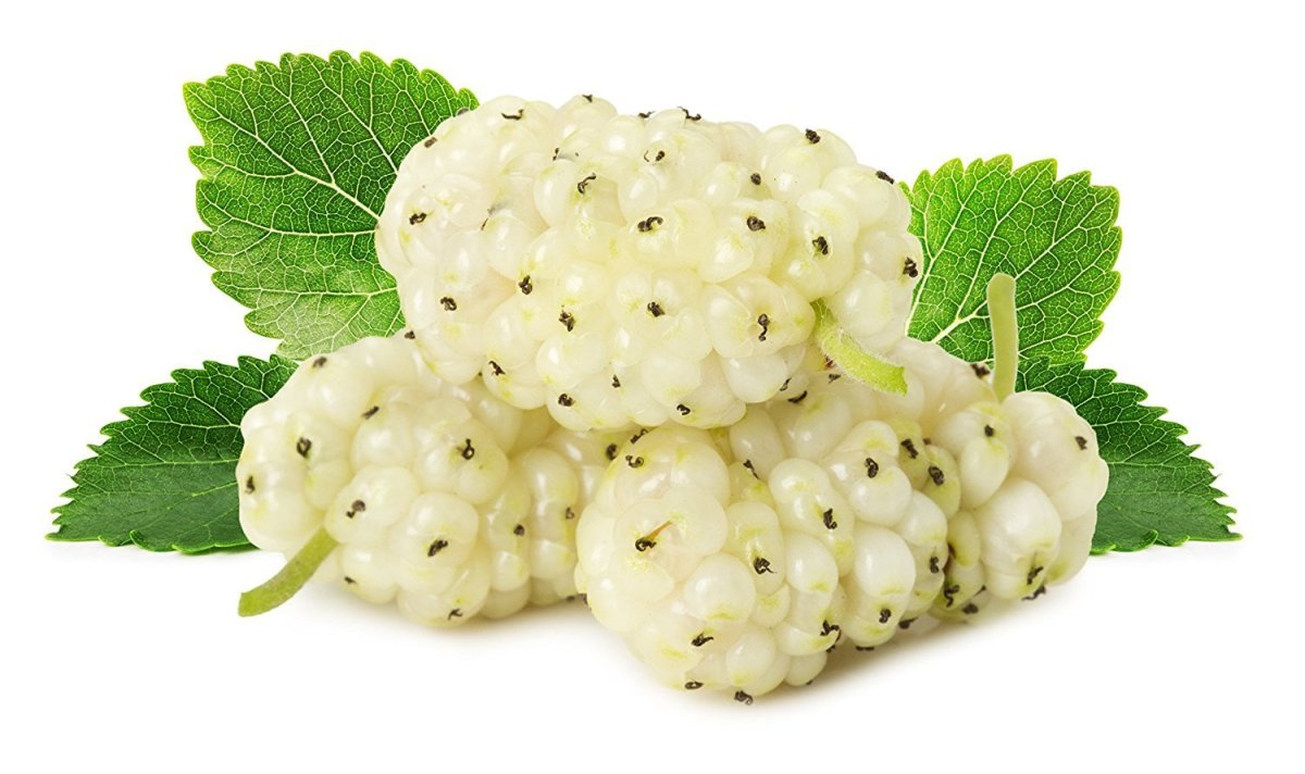 Mulberry шелковица