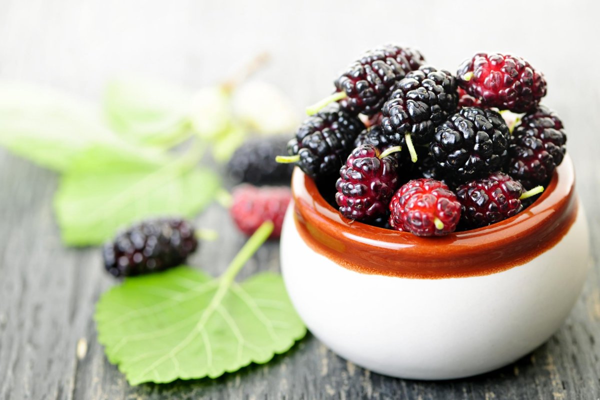 Mulberry шелковица