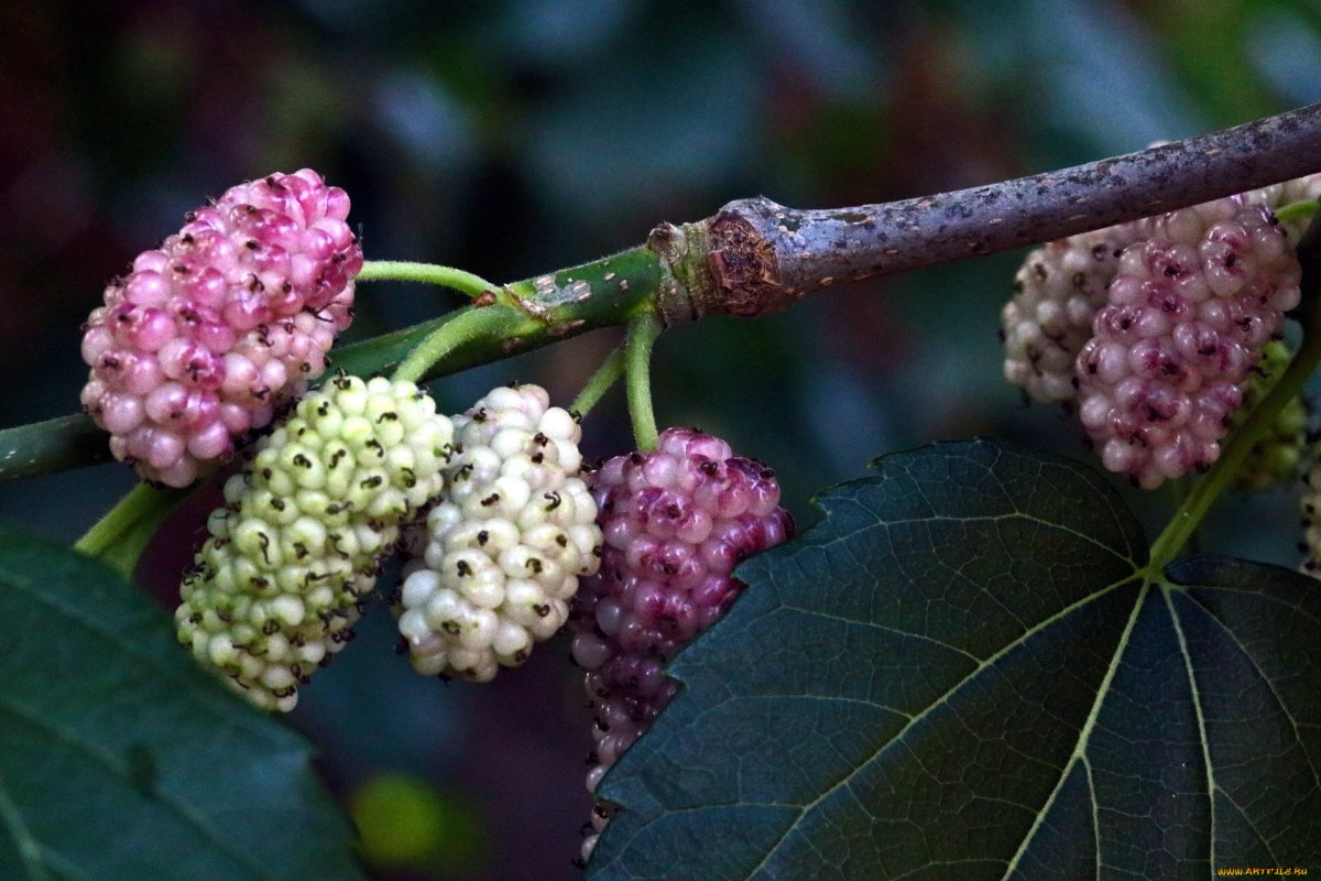 Mulberry шелковица