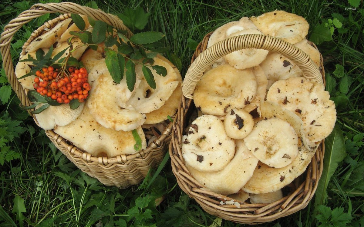 Грузди в корзине