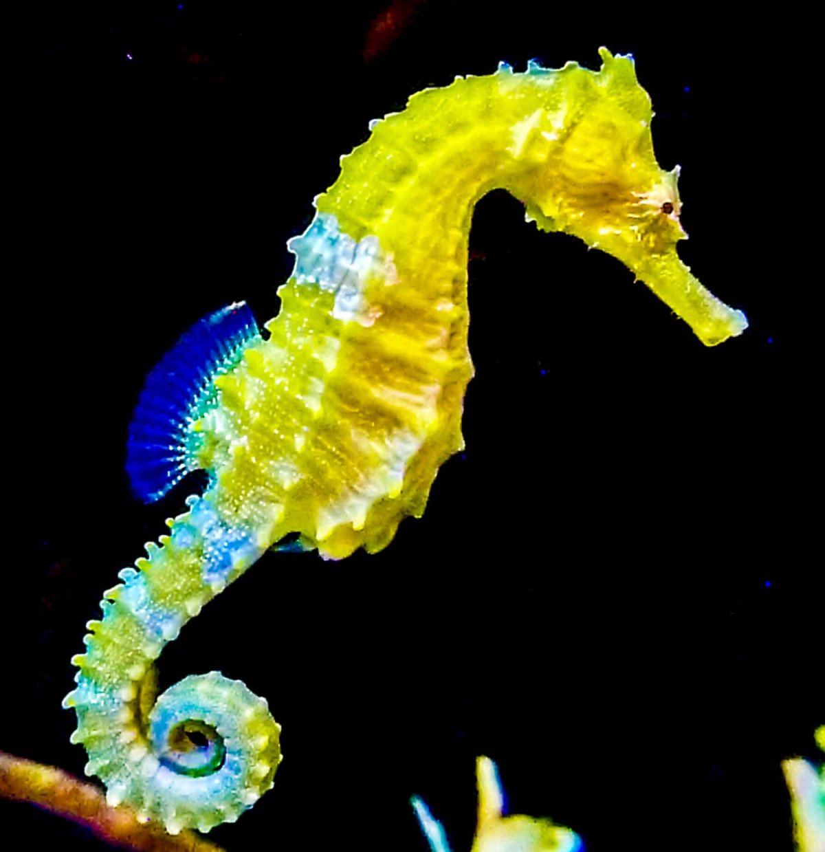 Большебрюхий морской конек