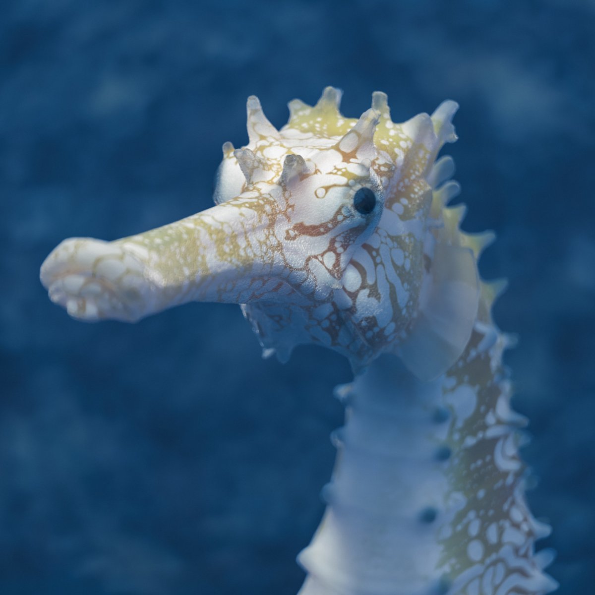 Морской конёк (Hippocampus guttulatus)