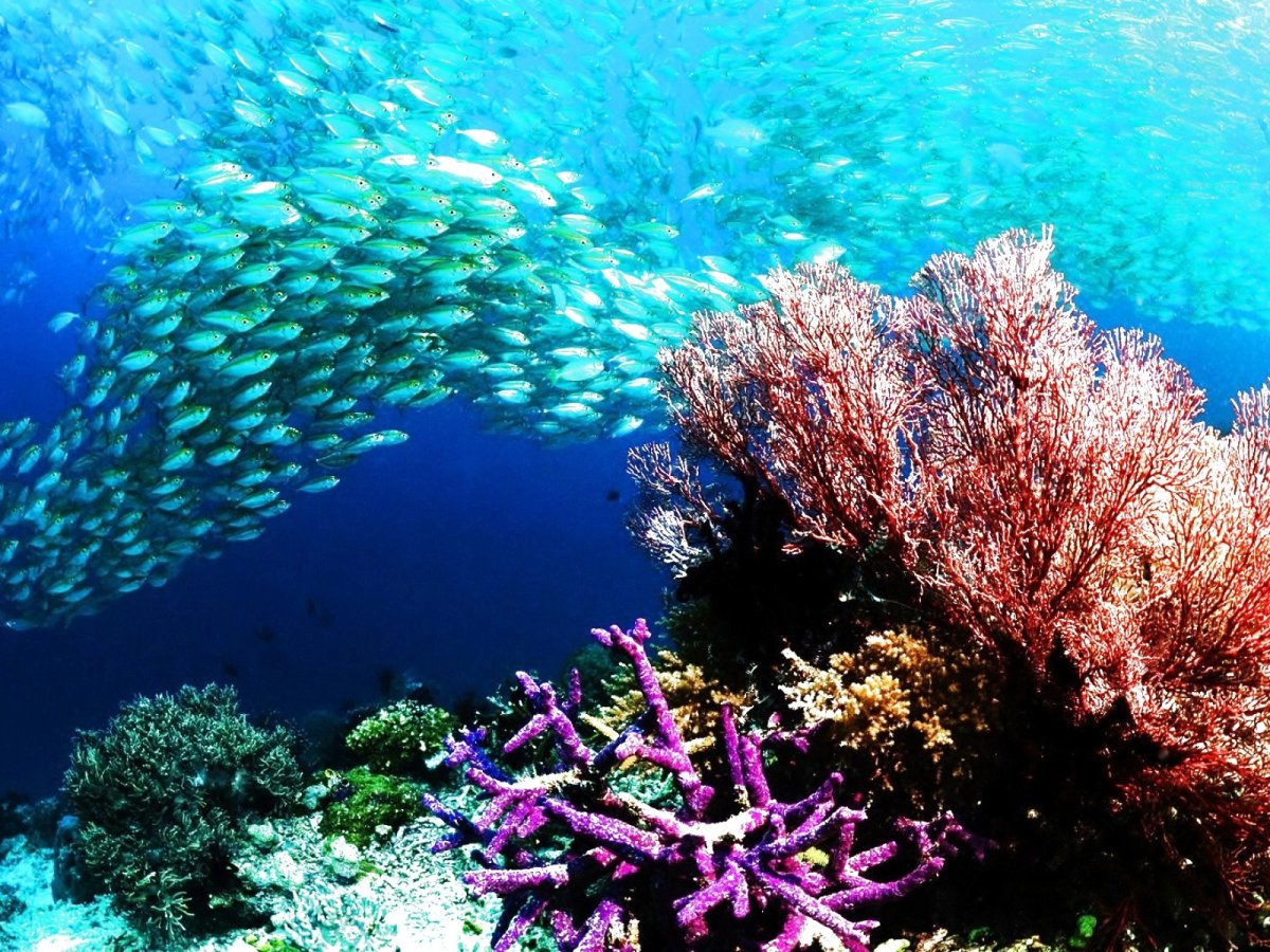 Средиземное море подводный мир