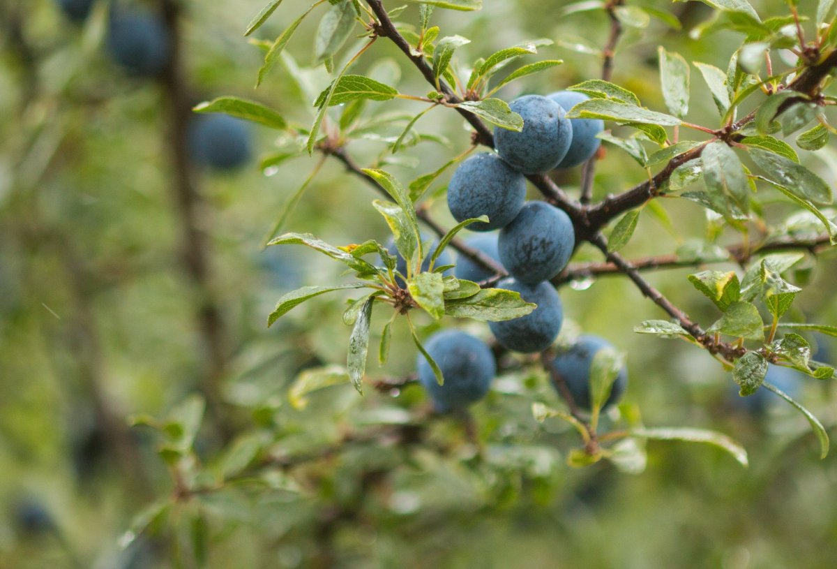 Blackthorn ягода