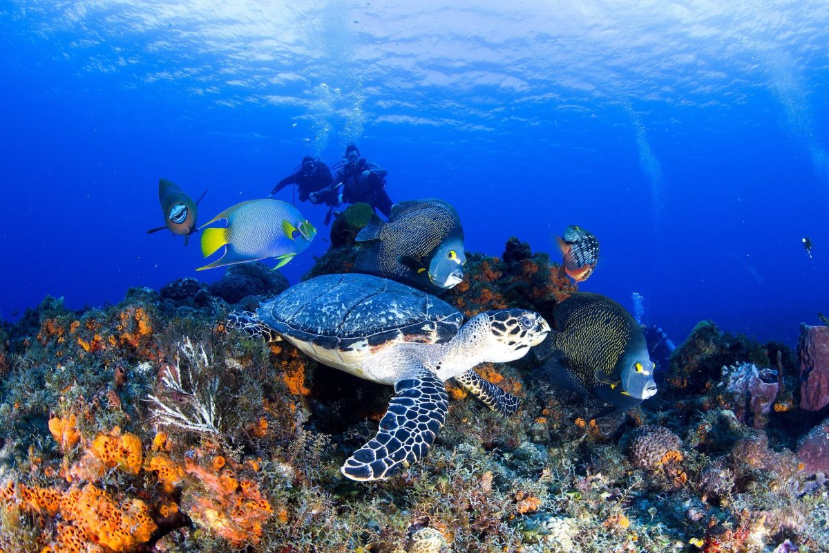 Косумель Карибское море