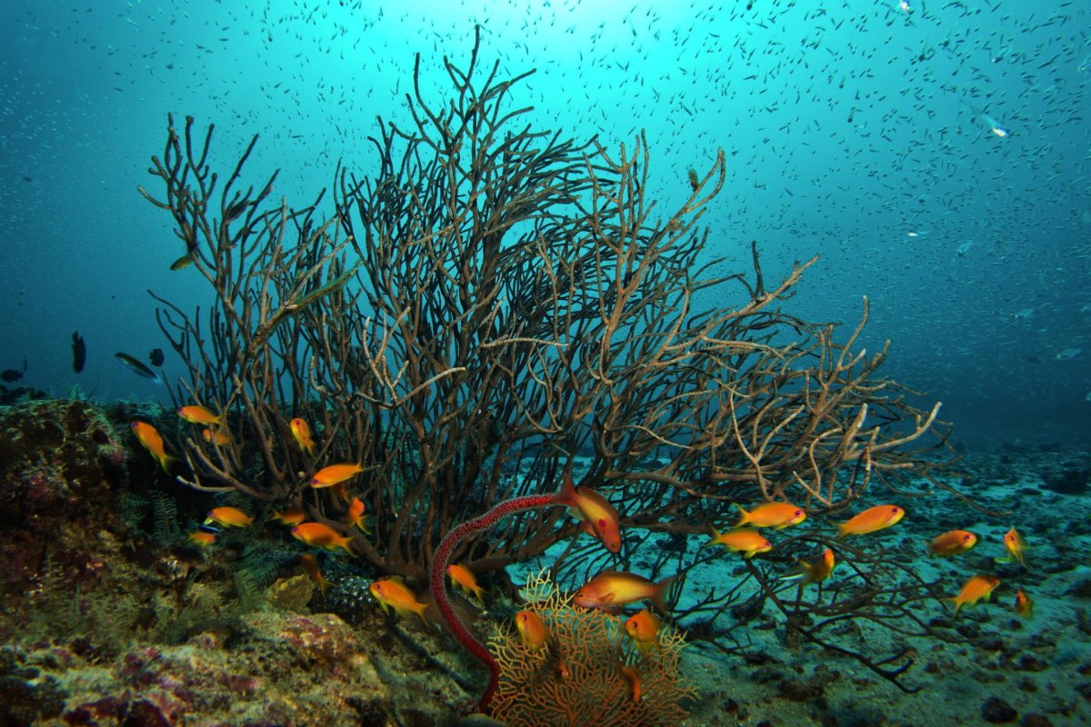 Подводный мир водоросли