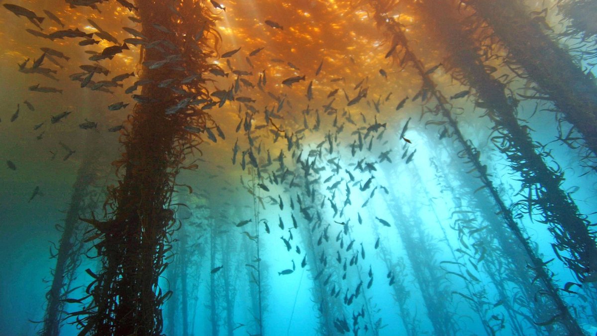 Саргассово море водоросли