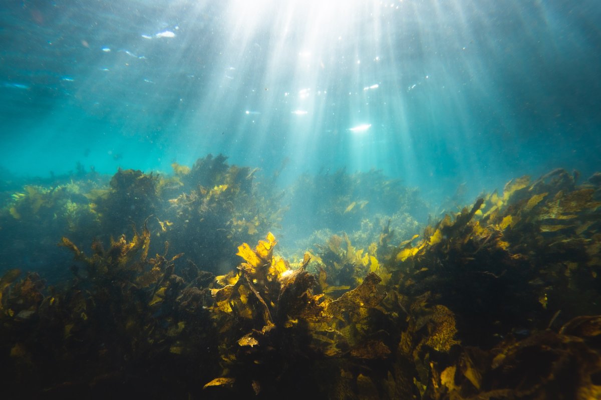 Водоросли панорама