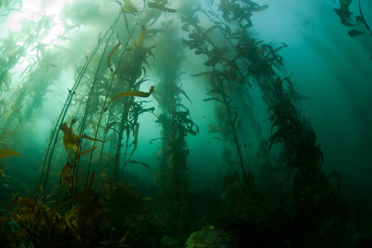 Macrocystis pyrifera