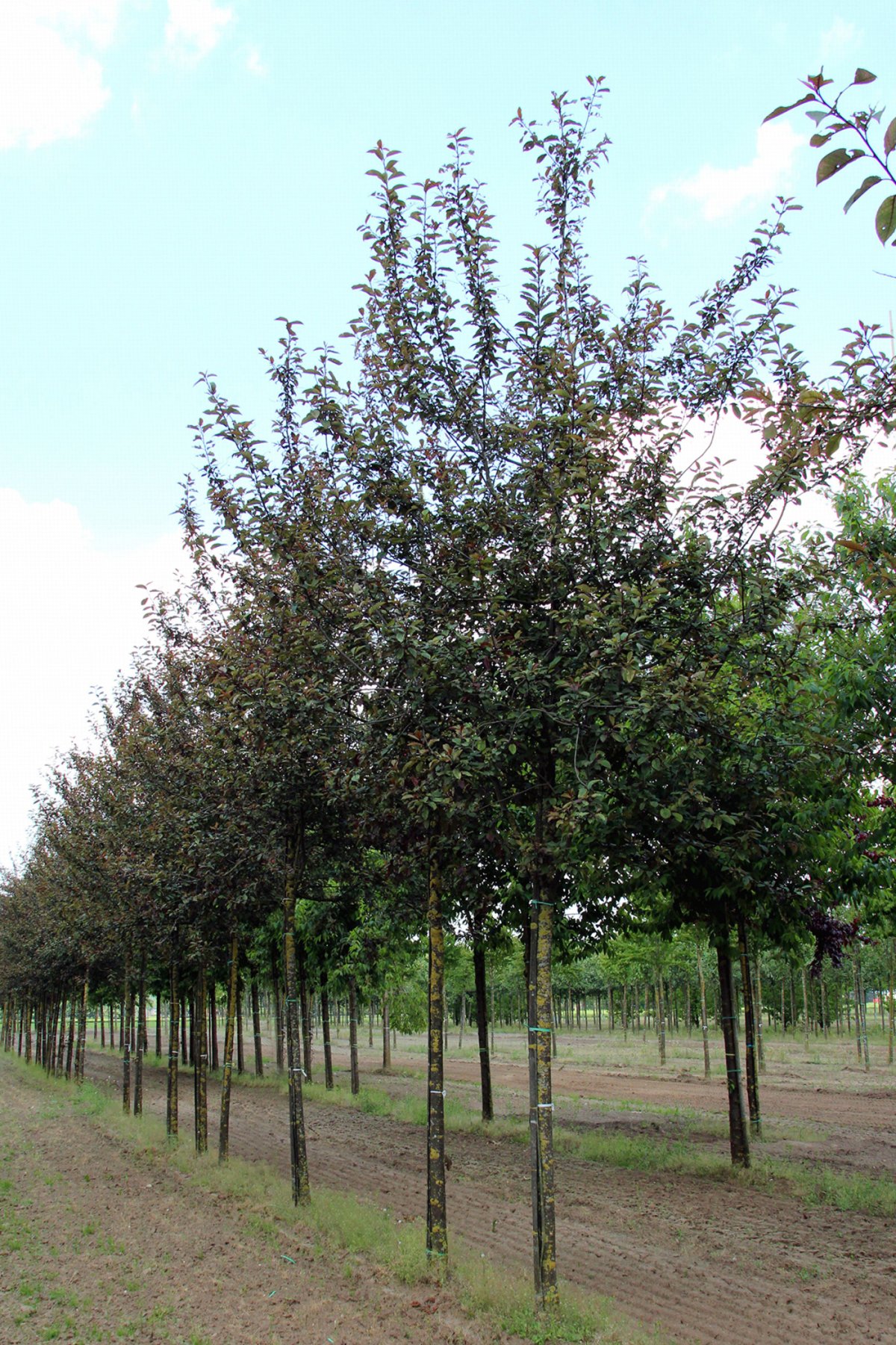 Черемуха Prunus Padus