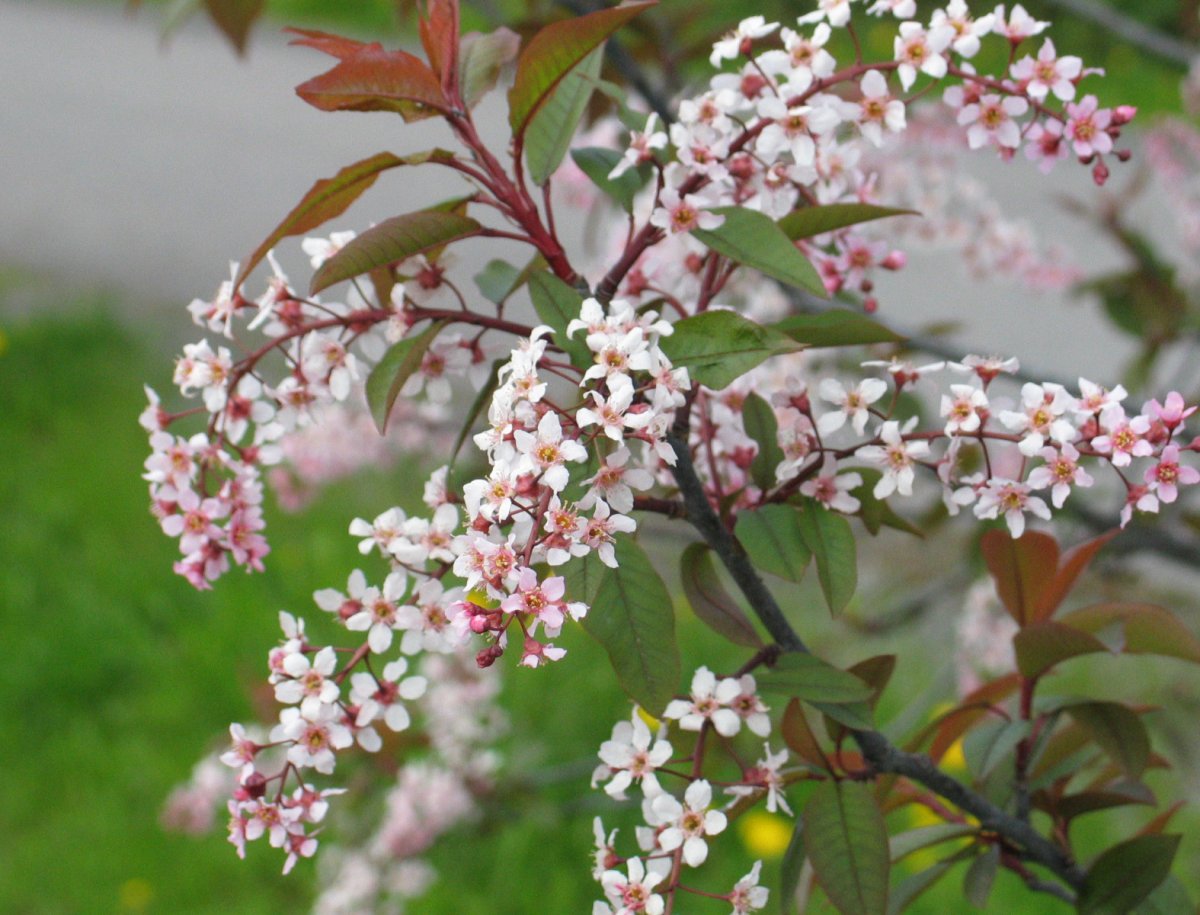 Черемуха Prunus Padus