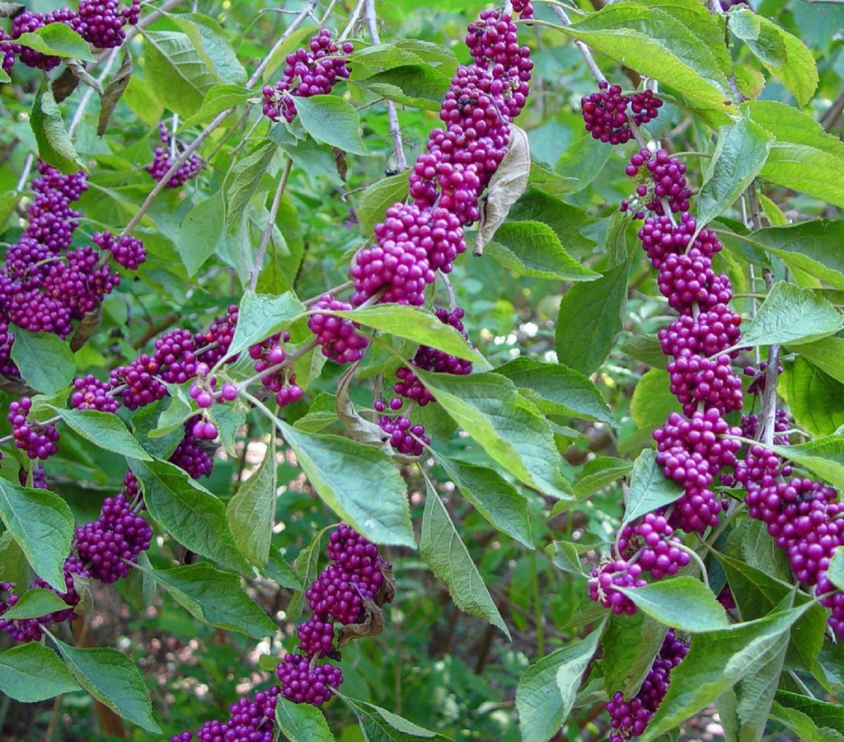 Callicarpa Beautyberry кустарник