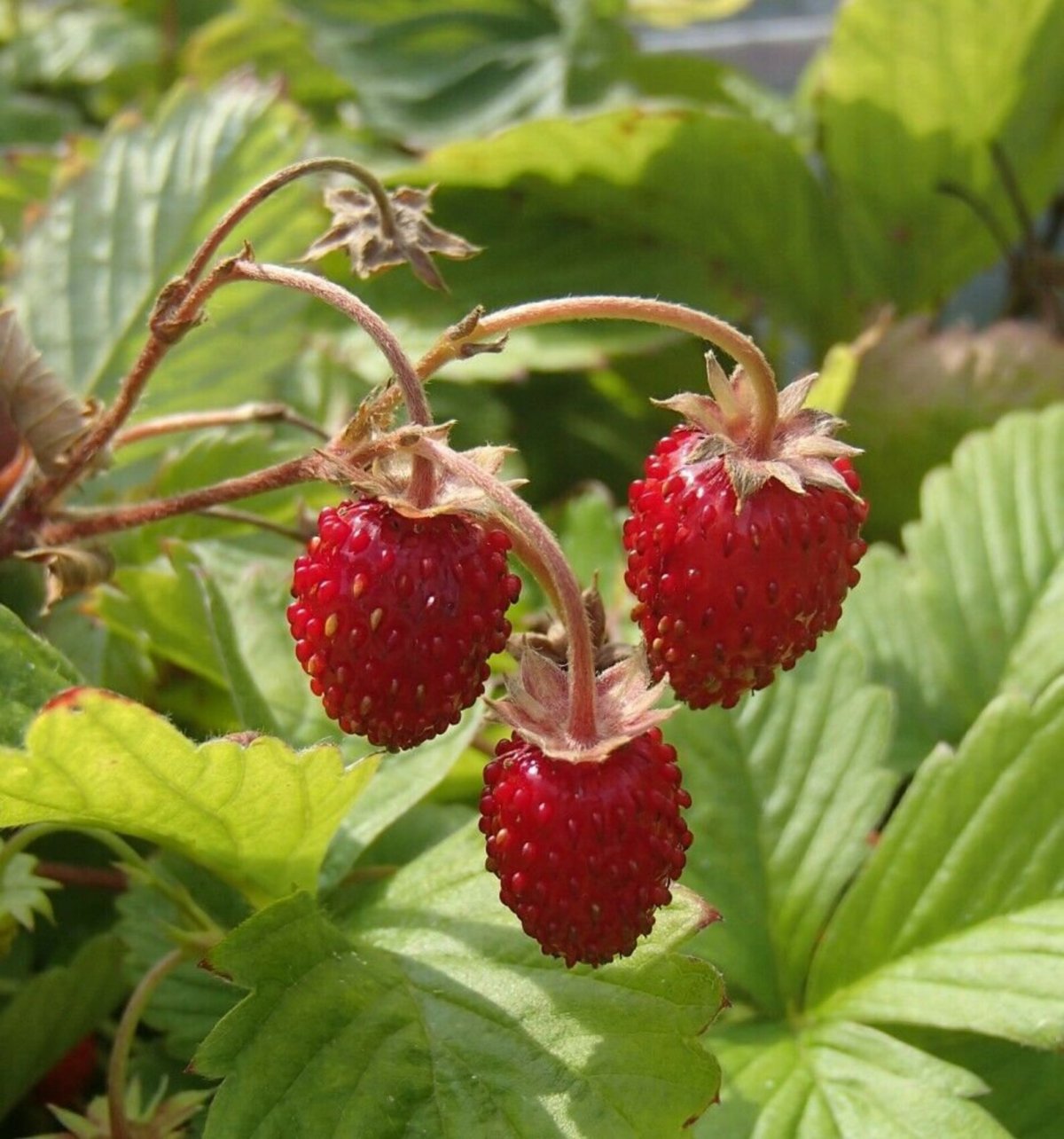 Fragaria vesca дикорастущая