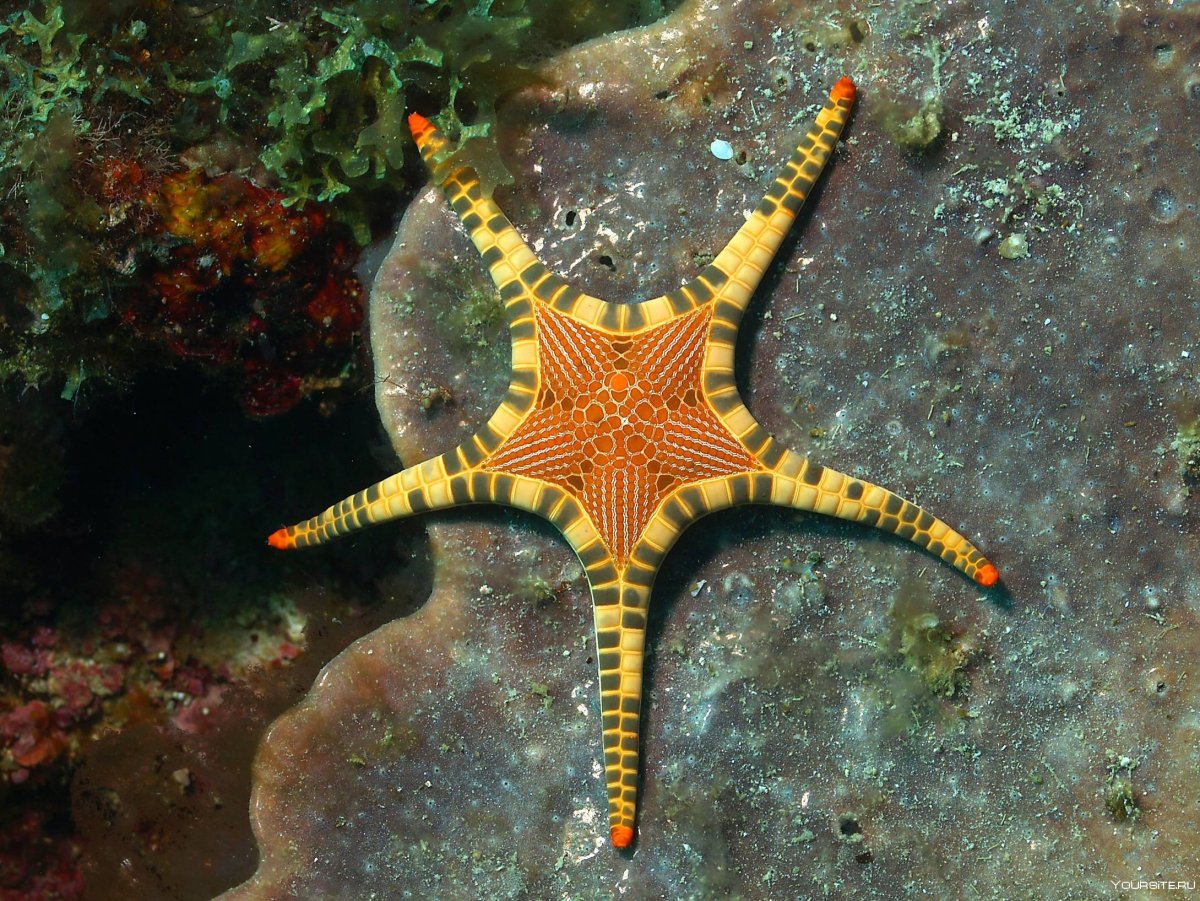 Солястер морская звезда