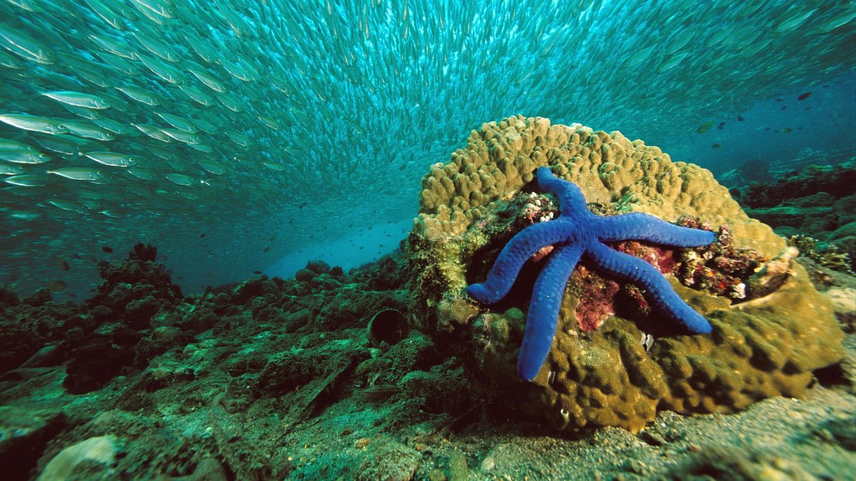 Подводный мир морская звезда