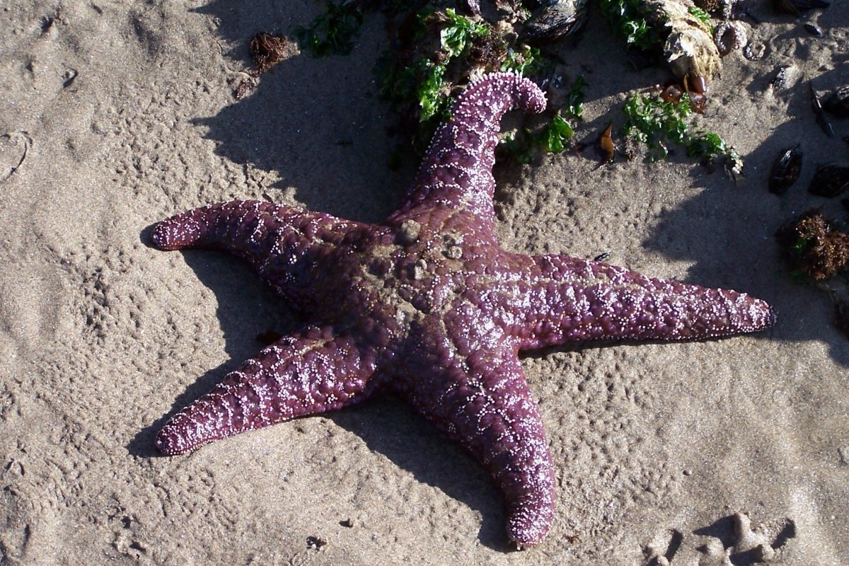 Амурская морская звезда