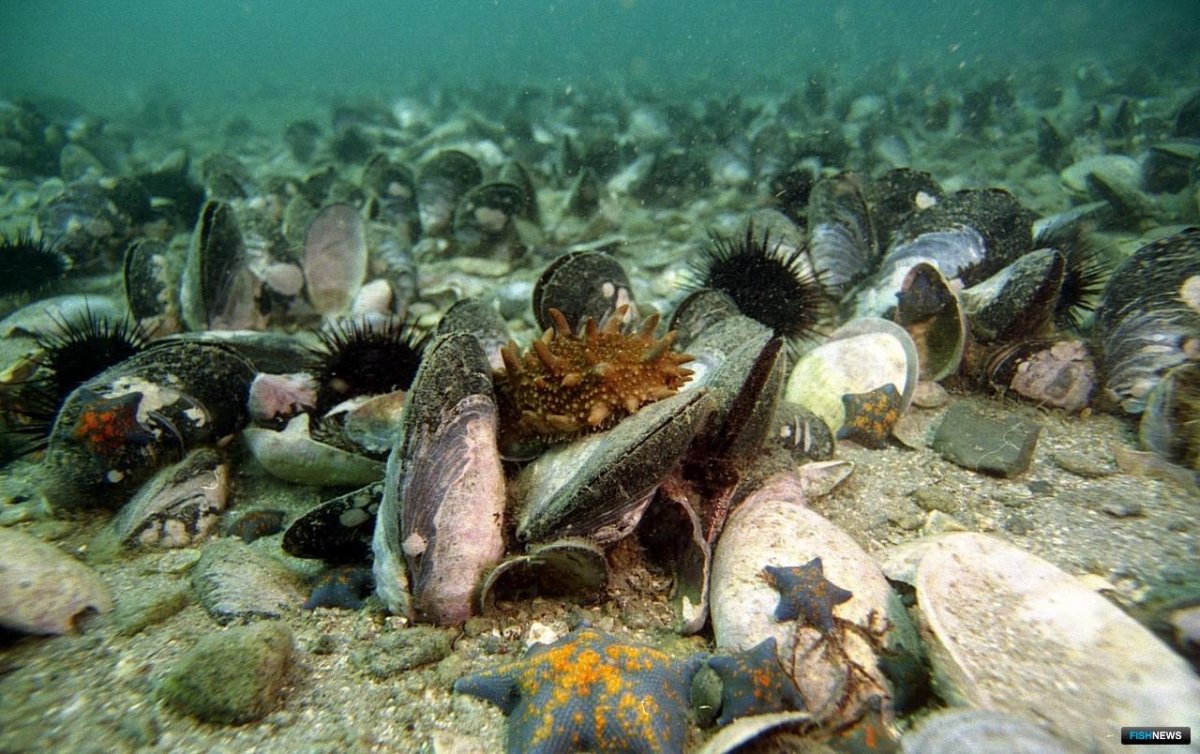 Флора Охотского моря