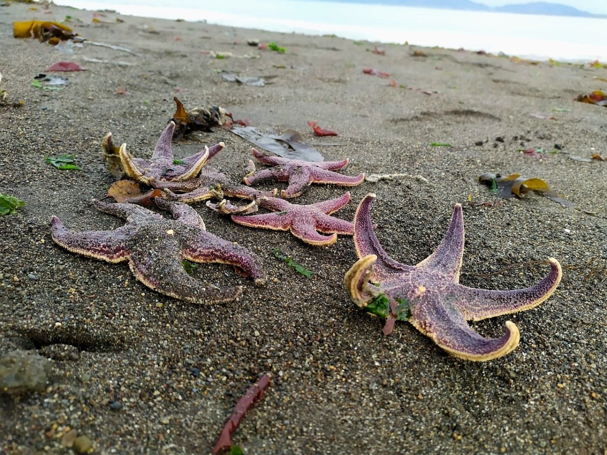 Камчатские морские обитатели