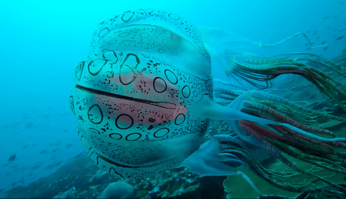Chironectes maculatus медуза