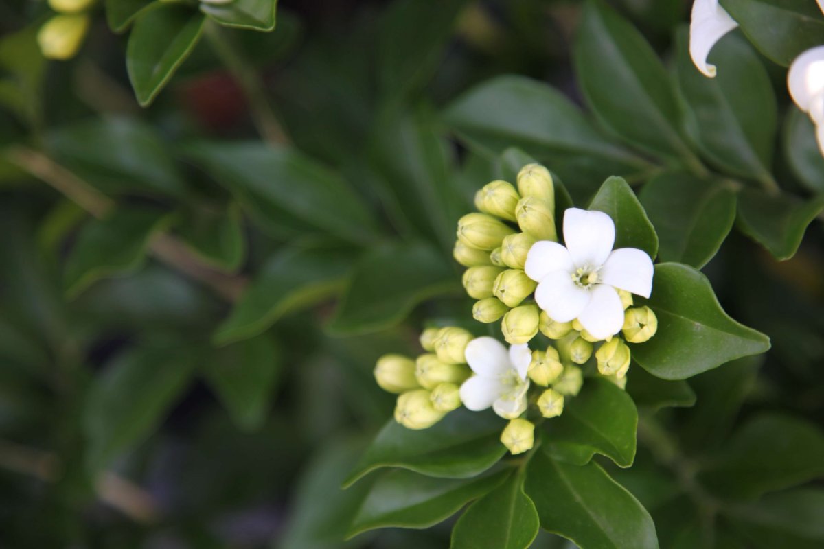 Murraya paniculata