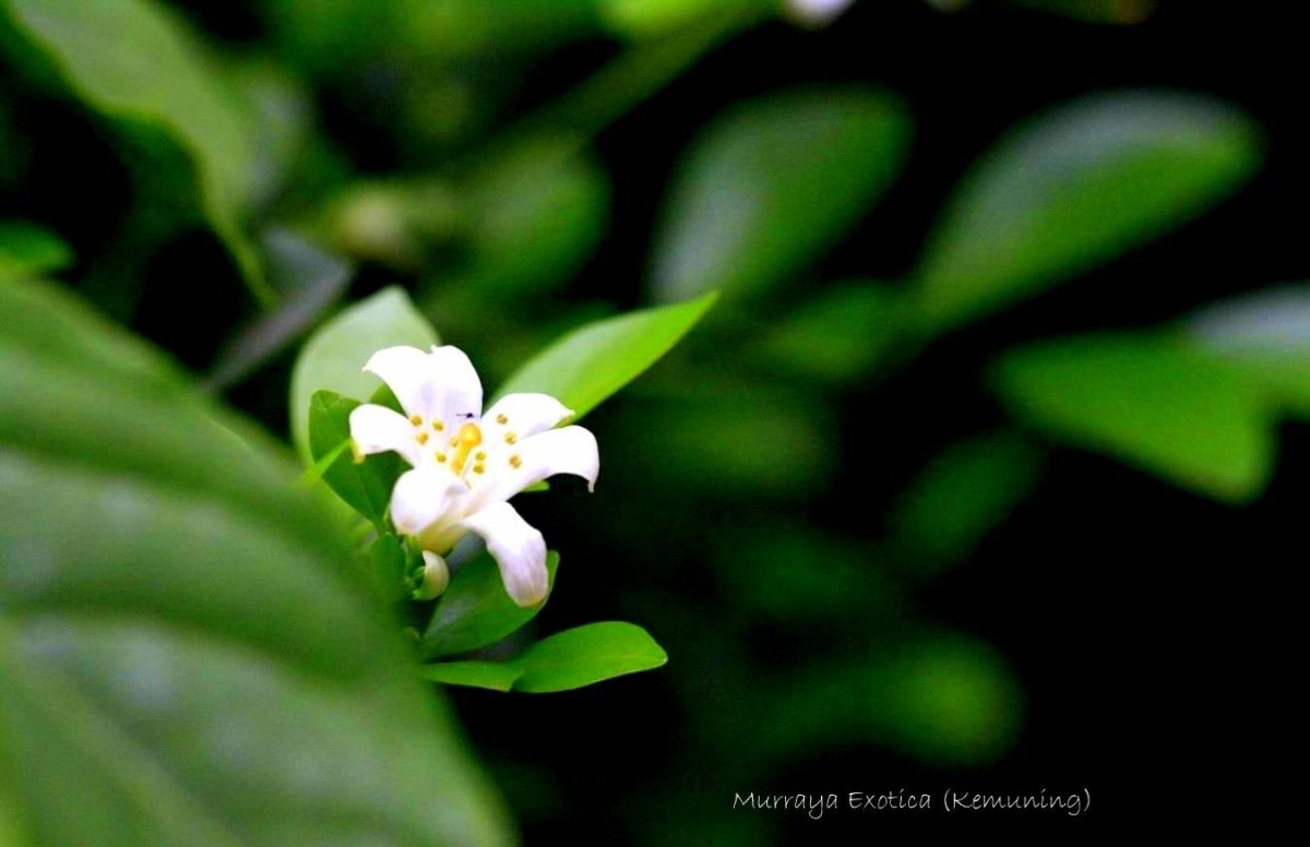 Murraya Exotica (муррайя) дома