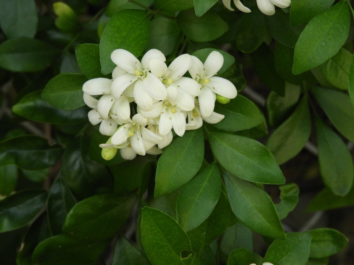 Агава, мурайя