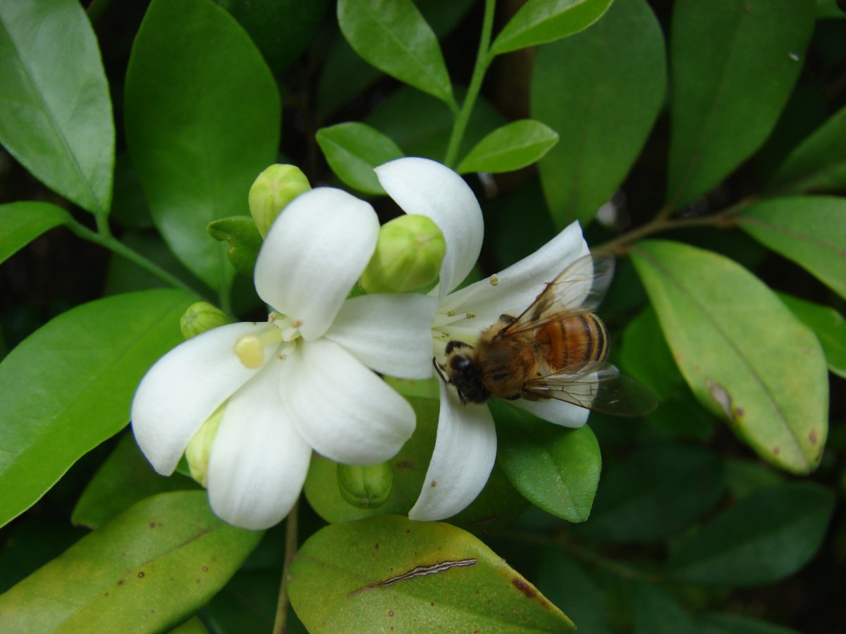 Murraya paniculata Pyramids 4m
