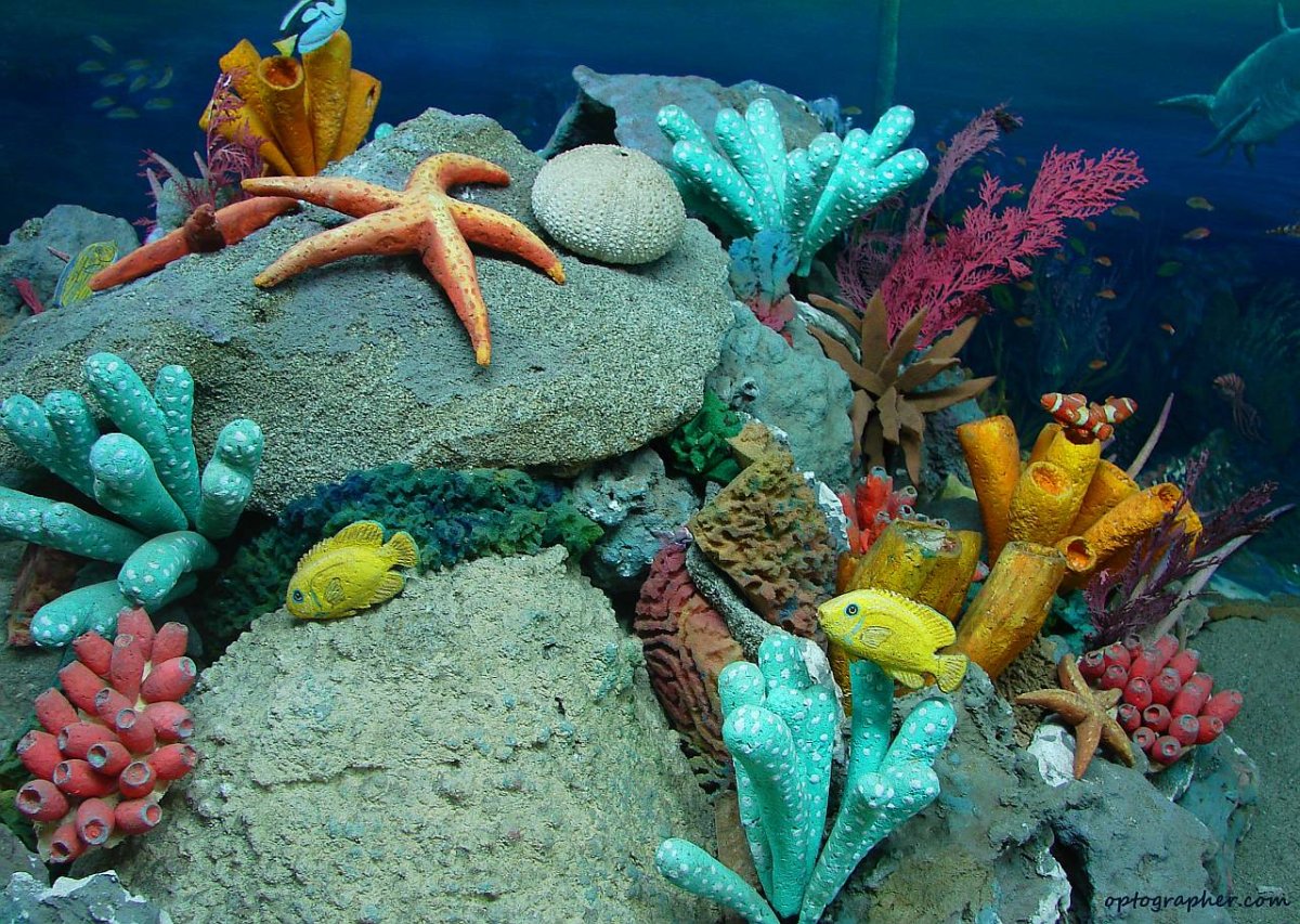 Кораллы на дне моря