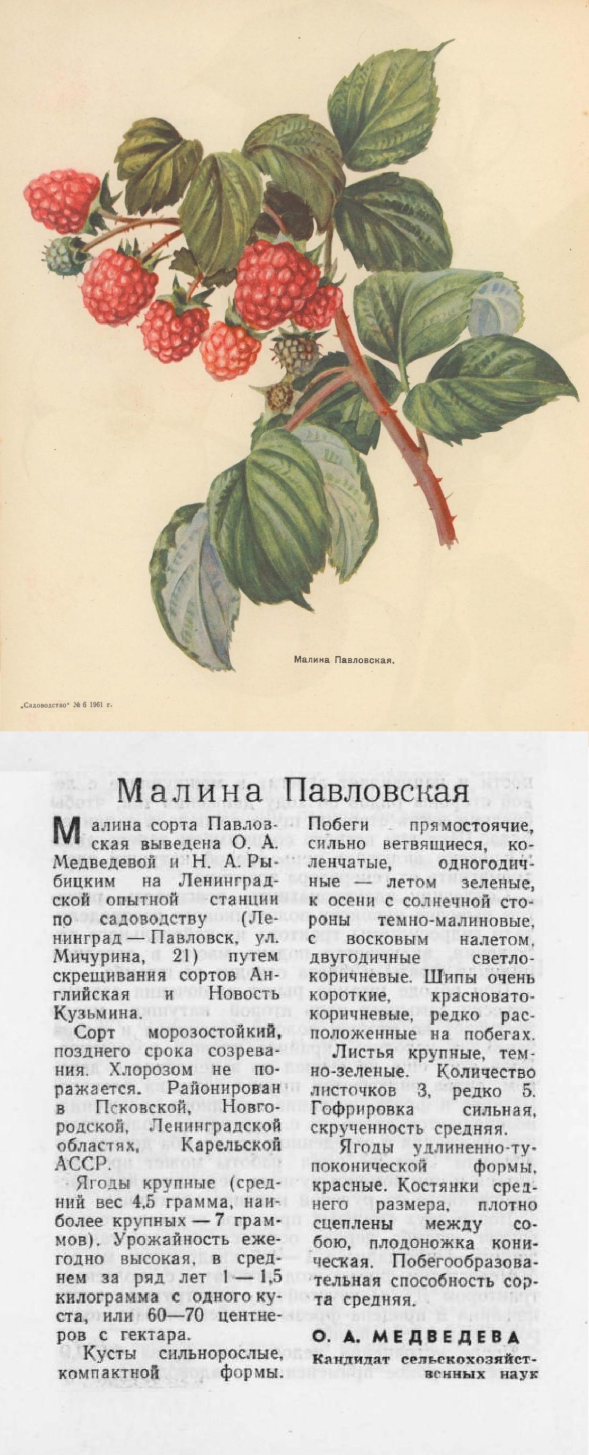 Малиновая Павлова