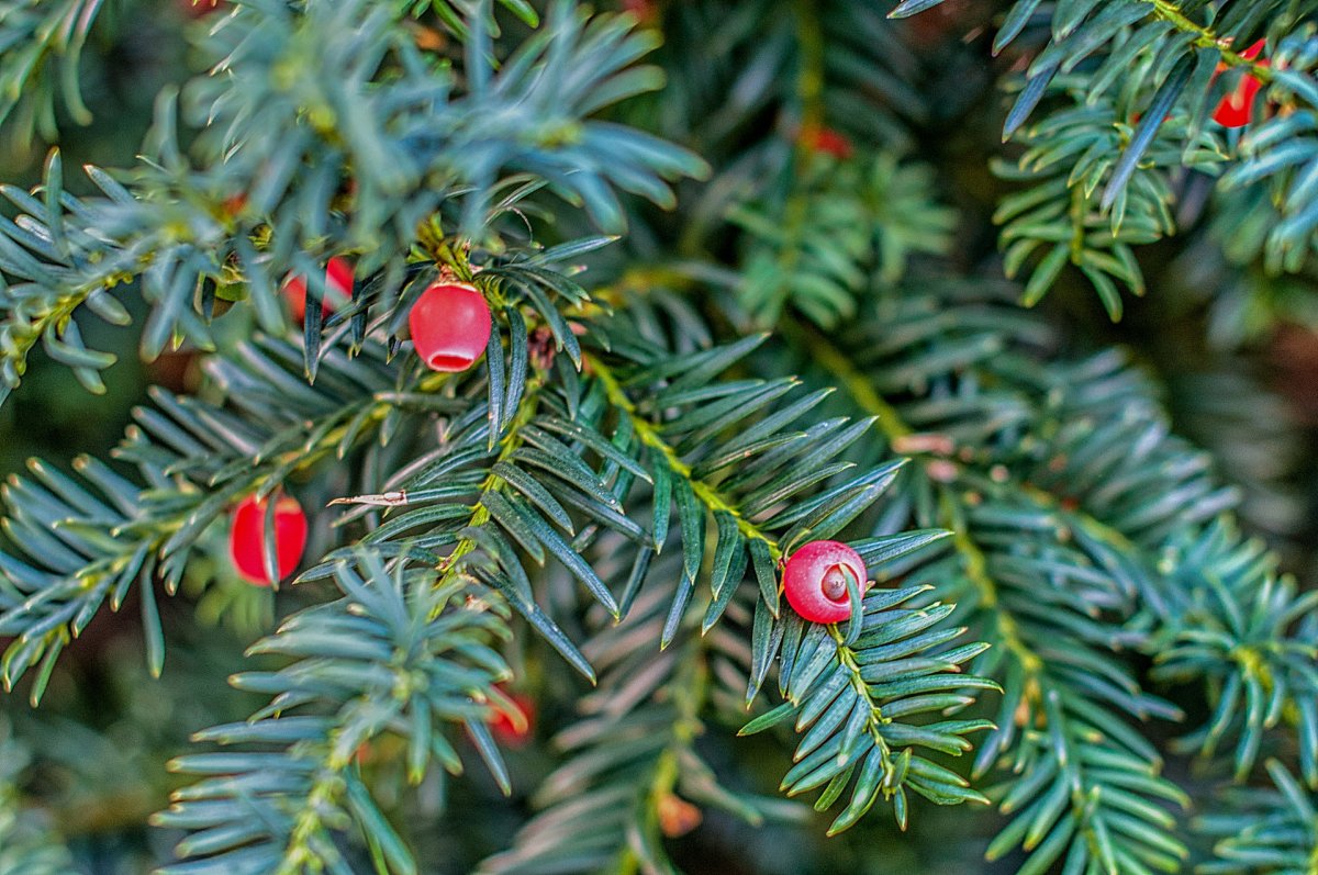 Тисс ягодный (Taxus baccata