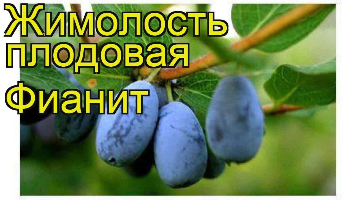 Жимолость Черничка