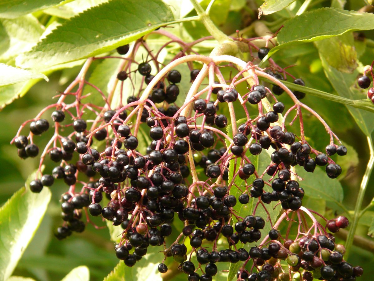 Elderberry Бузина