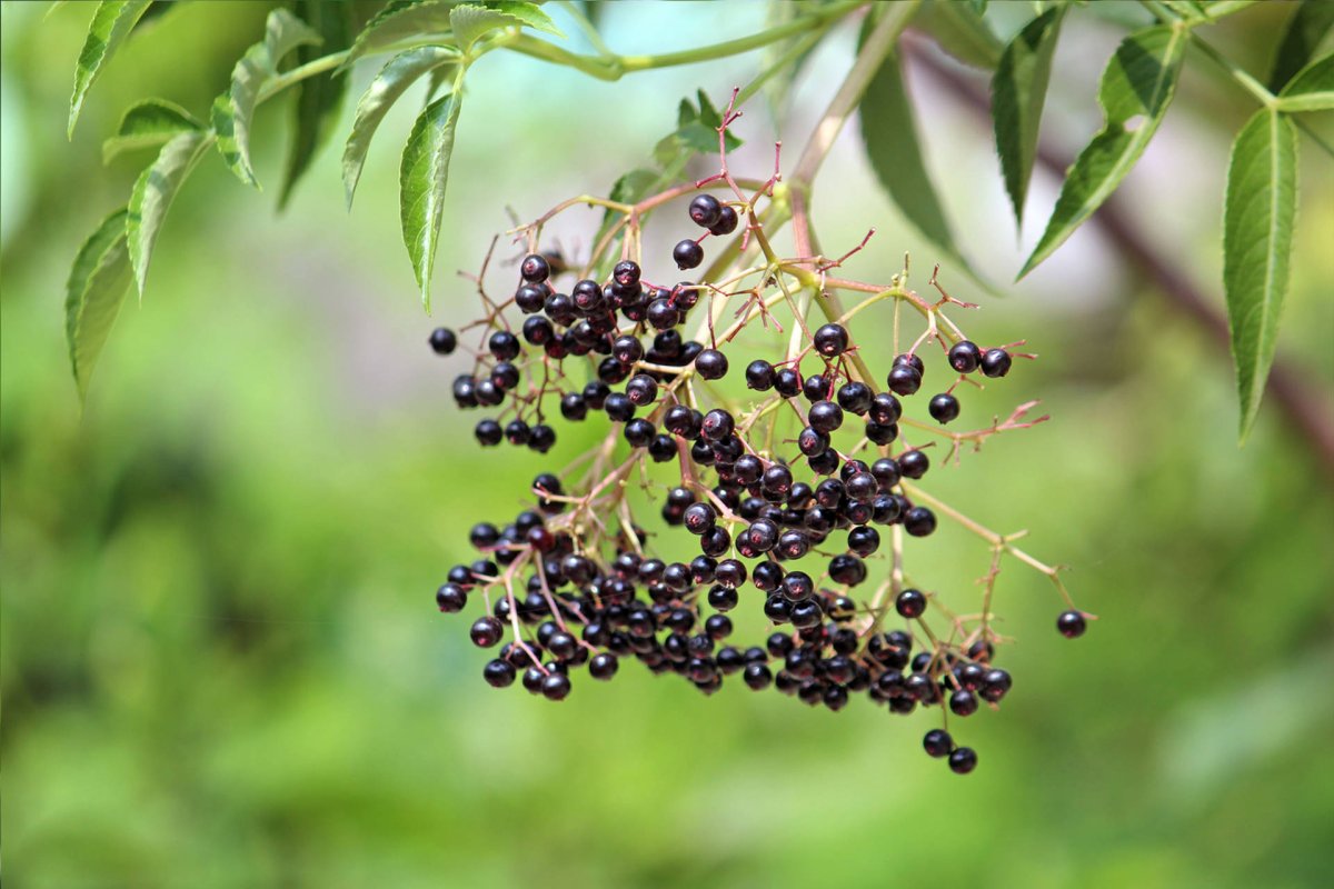 Sambucus canadensis
