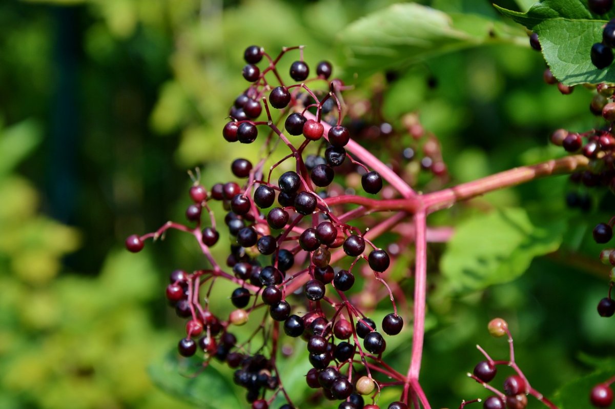 Elderberry Bush
