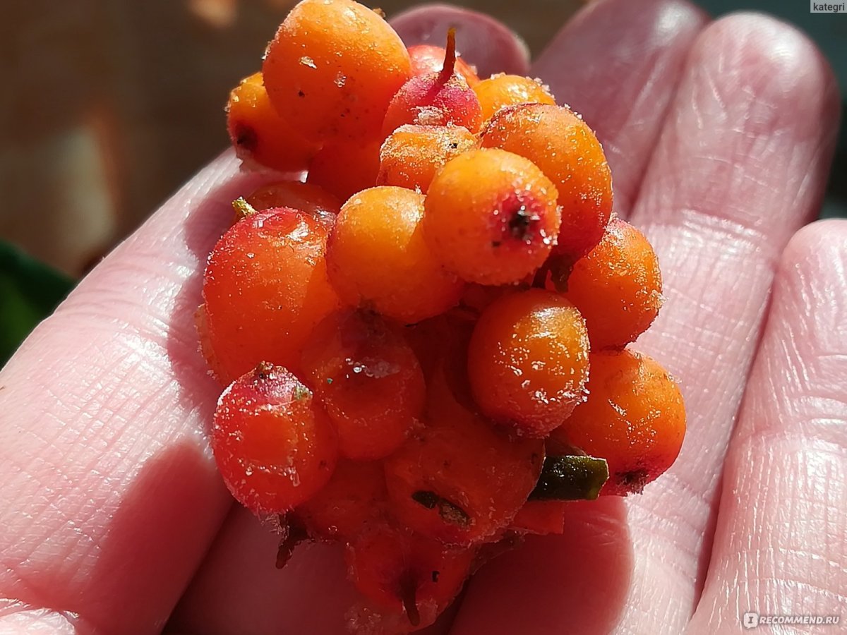 «RUSFRUIT облепиха