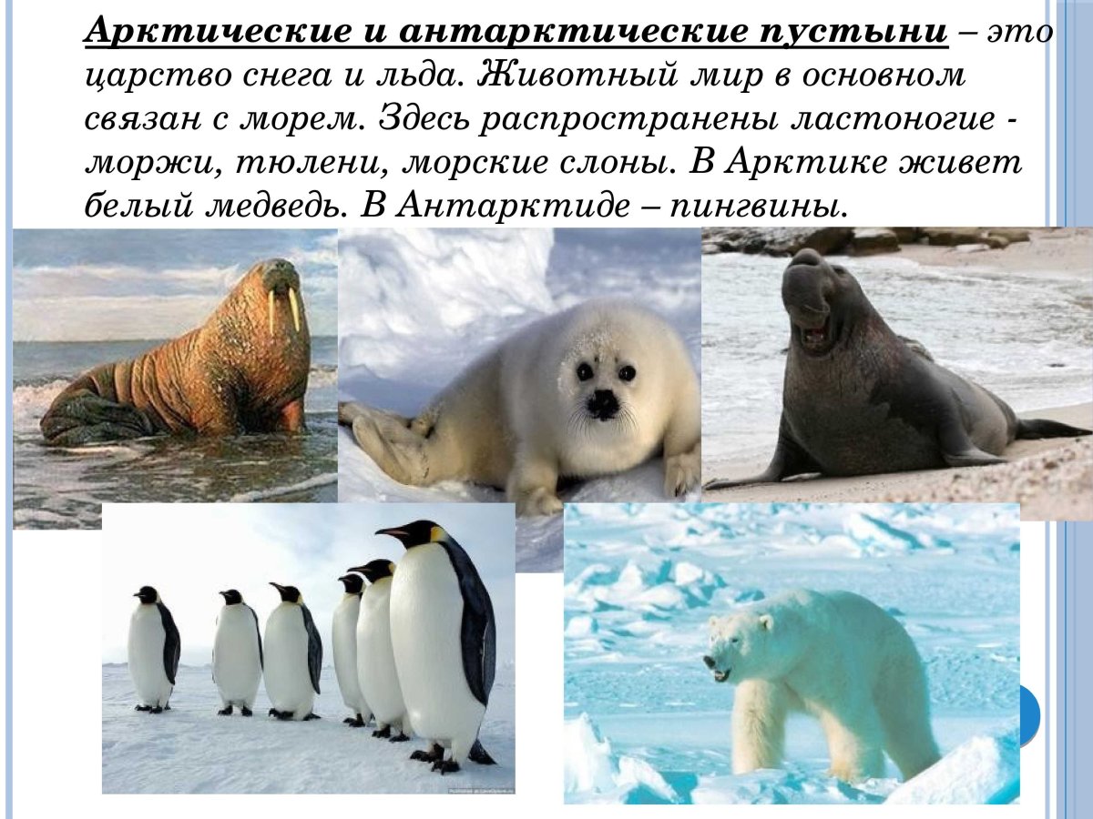 Природная зона арктические и антарктические пустыни
