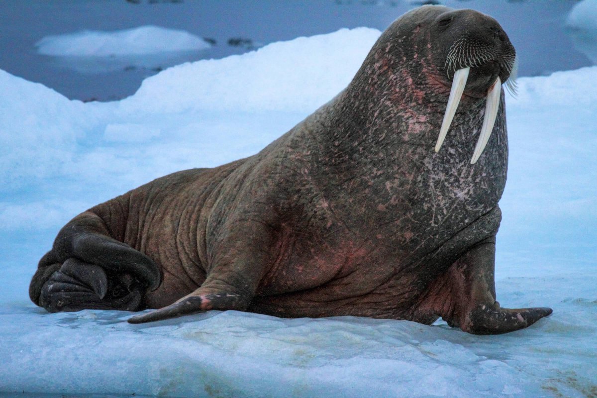 Тихоокеанский морж (Odobenus rosmarus divergens)