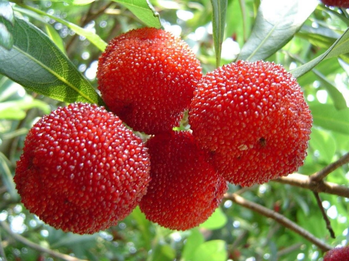 Red Bayberry сорта