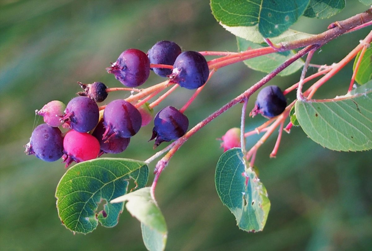 Ирга круглолистная (Amelanchier ovalis)